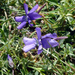 Viola corsica - Photo Ningún derecho reservado, subido por Peter de Lange