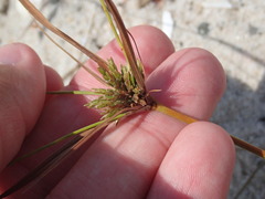 Cyperus grayi