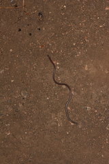 Rena humilis humilis