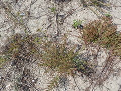 Lechea maritima maritima