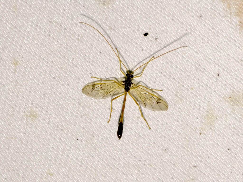Enicospilus concentralis