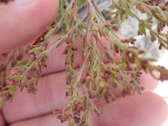 Lechea maritima maritima