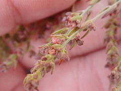 Lechea maritima maritima