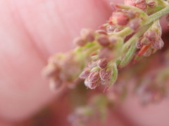 Lechea maritima maritima