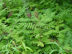 Sorbaria sorbifolia