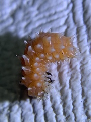 Disonycha quinquelineata