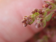 Lechea maritima maritima