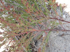 Lechea maritima maritima