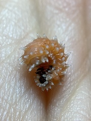 Disonycha quinquelineata