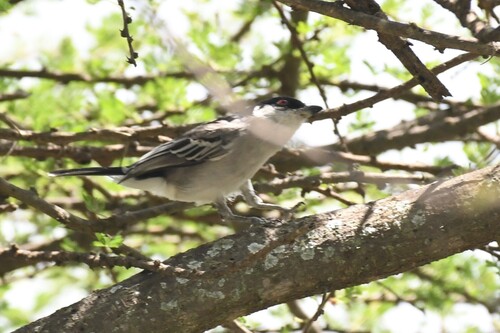 Pringle's Puffback (Dryoscopus pringlii)