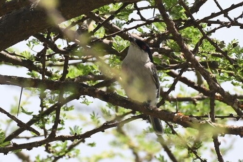 Pringle's Puffback (Dryoscopus pringlii), photo 8