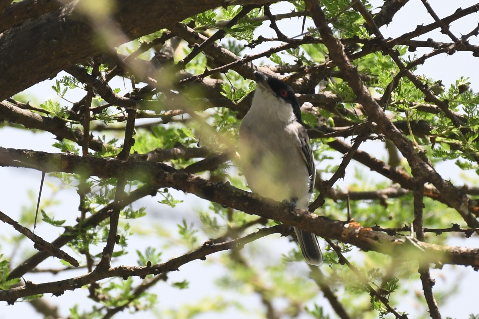 Pringle's Puffback (Dryoscopus pringlii), photo 3