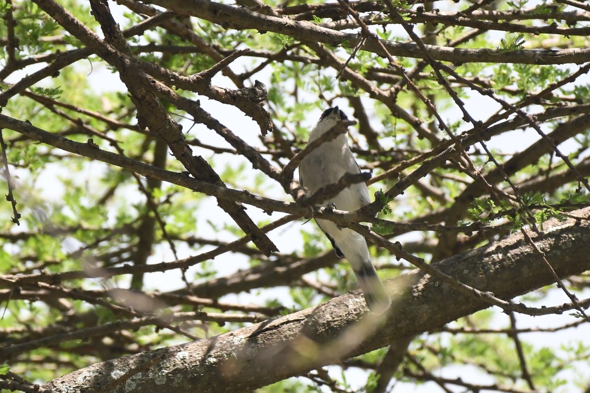 Pringle's Puffback (Dryoscopus pringlii), photo 2