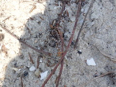 Lechea maritima maritima