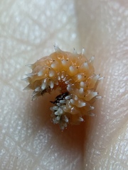 Disonycha quinquelineata