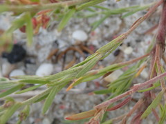 Lechea maritima maritima