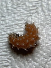 Disonycha quinquelineata