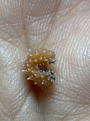 Disonycha quinquelineata