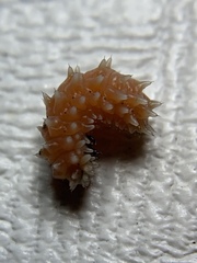 Disonycha quinquelineata