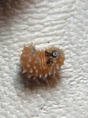 Disonycha quinquelineata