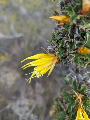 Image of Lambertia echinata by (c) Caleb Catto, some rights reserved (CC BY)