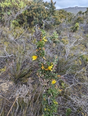Lambertia echinata, photograph (c) Caleb Catto, some rights reserved (CC BY)