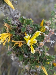 Lambertia echinata, photograph (c) Caleb Catto, some rights reserved (CC BY)