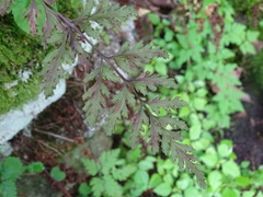 Cystopteris tenuis