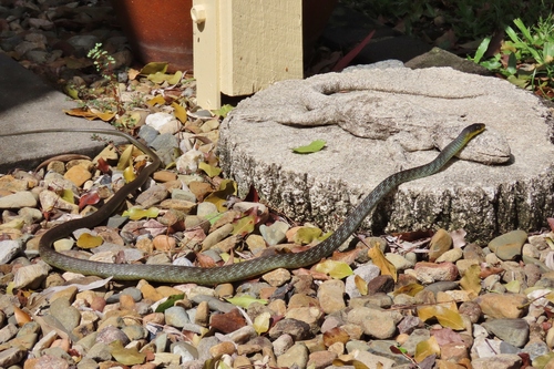 Common Tree Snake sighting