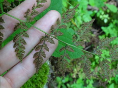 Cystopteris tenuis
