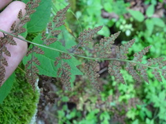 Cystopteris tenuis