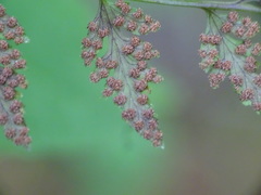 Cystopteris tenuis