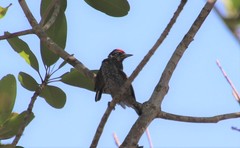 Picumnus albosquamatus