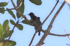 Picumnus albosquamatus