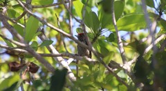 Picumnus albosquamatus