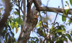 Piculus chrysochloros