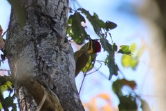 Piculus chrysochloros