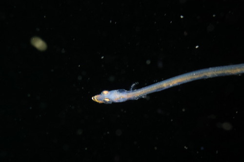 Quillfish (Ptilichthys goodei) — Ptilichthyidae — 3