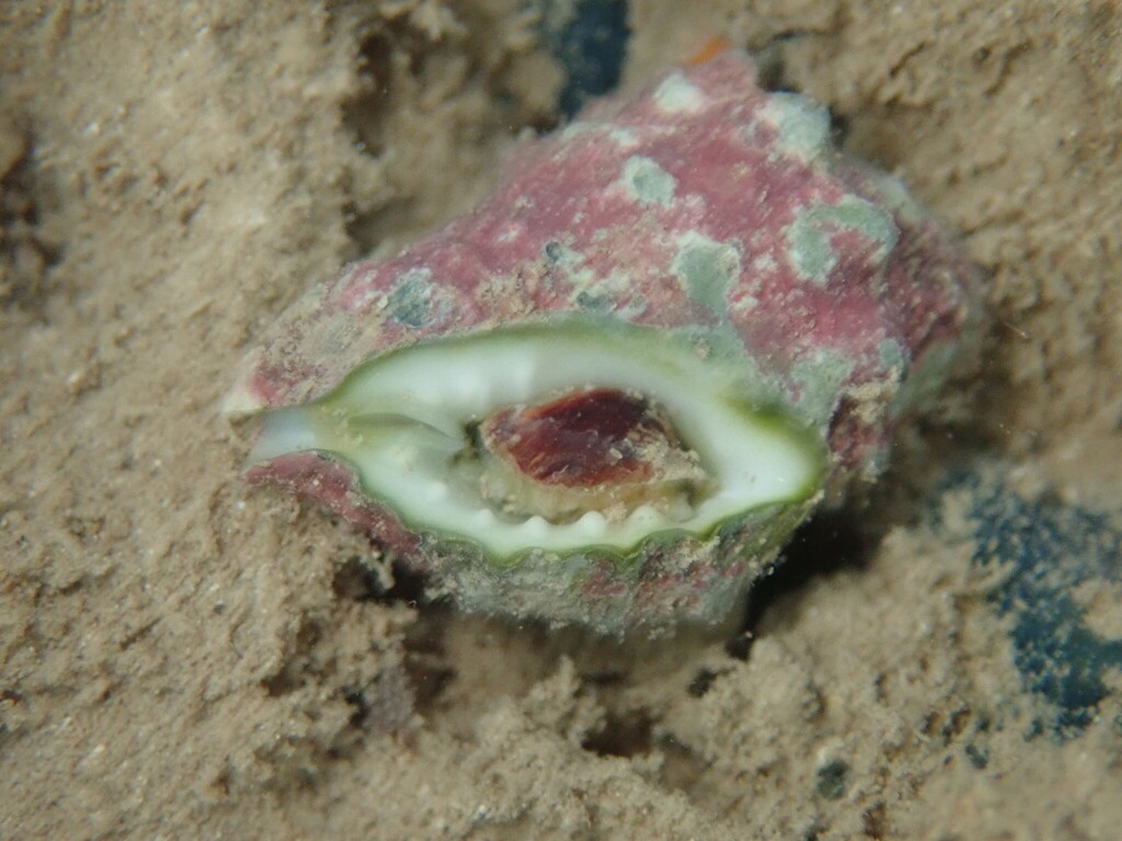Horn drupe