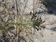 Lechea maritima maritima