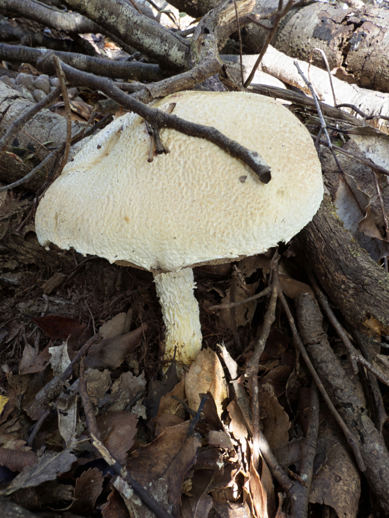Austroboletus niveus · April 2025 · photo: © jeremy_rolfe (iNaturalist, cc-by)