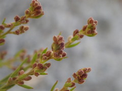 Lechea maritima maritima