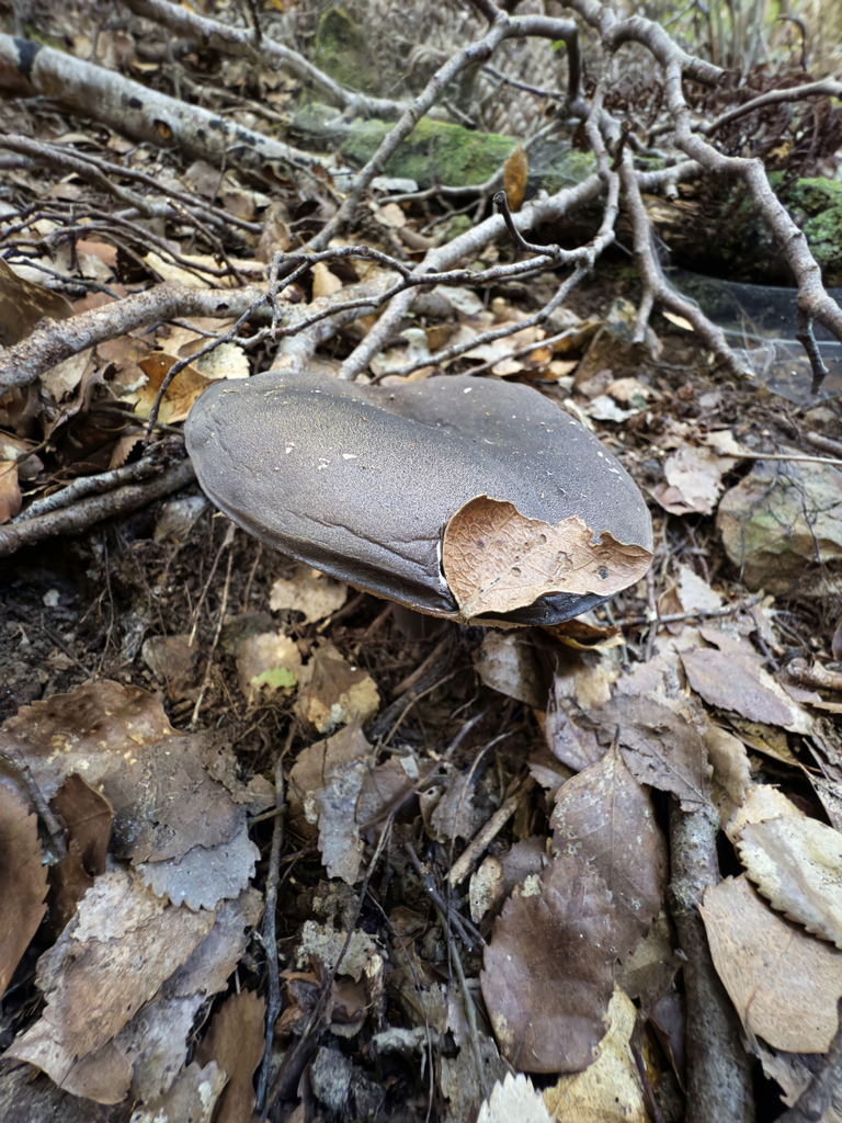 Tylopilus formosus · April 2025 · photo: © jeremy_rolfe (iNaturalist, cc-by)