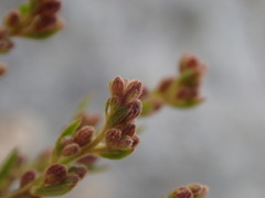 Lechea maritima maritima