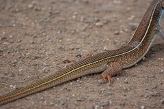 Gerrhosaurus nigrolineatus