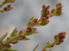 Lechea maritima maritima