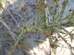 Lechea maritima maritima