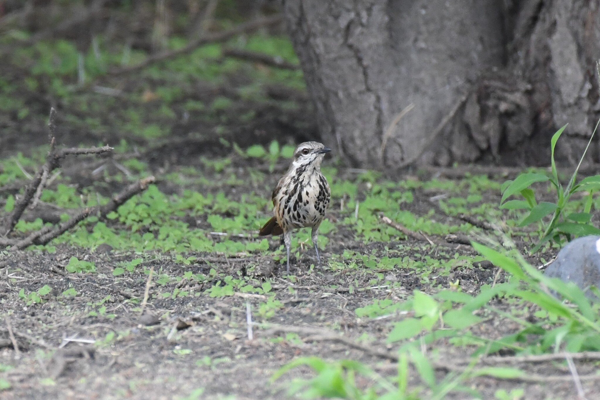 Spotted Palm Thrush (Cichladusa guttata), photo 8