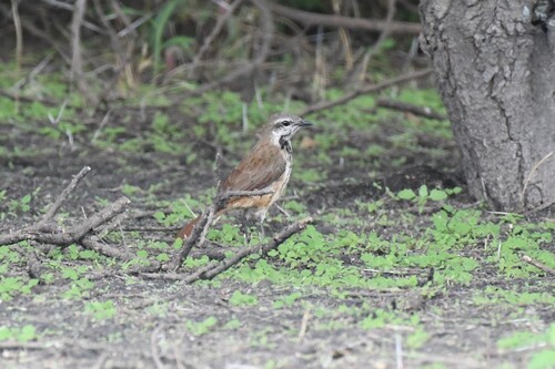 Spotted Palm Thrush (Cichladusa guttata), photo 7