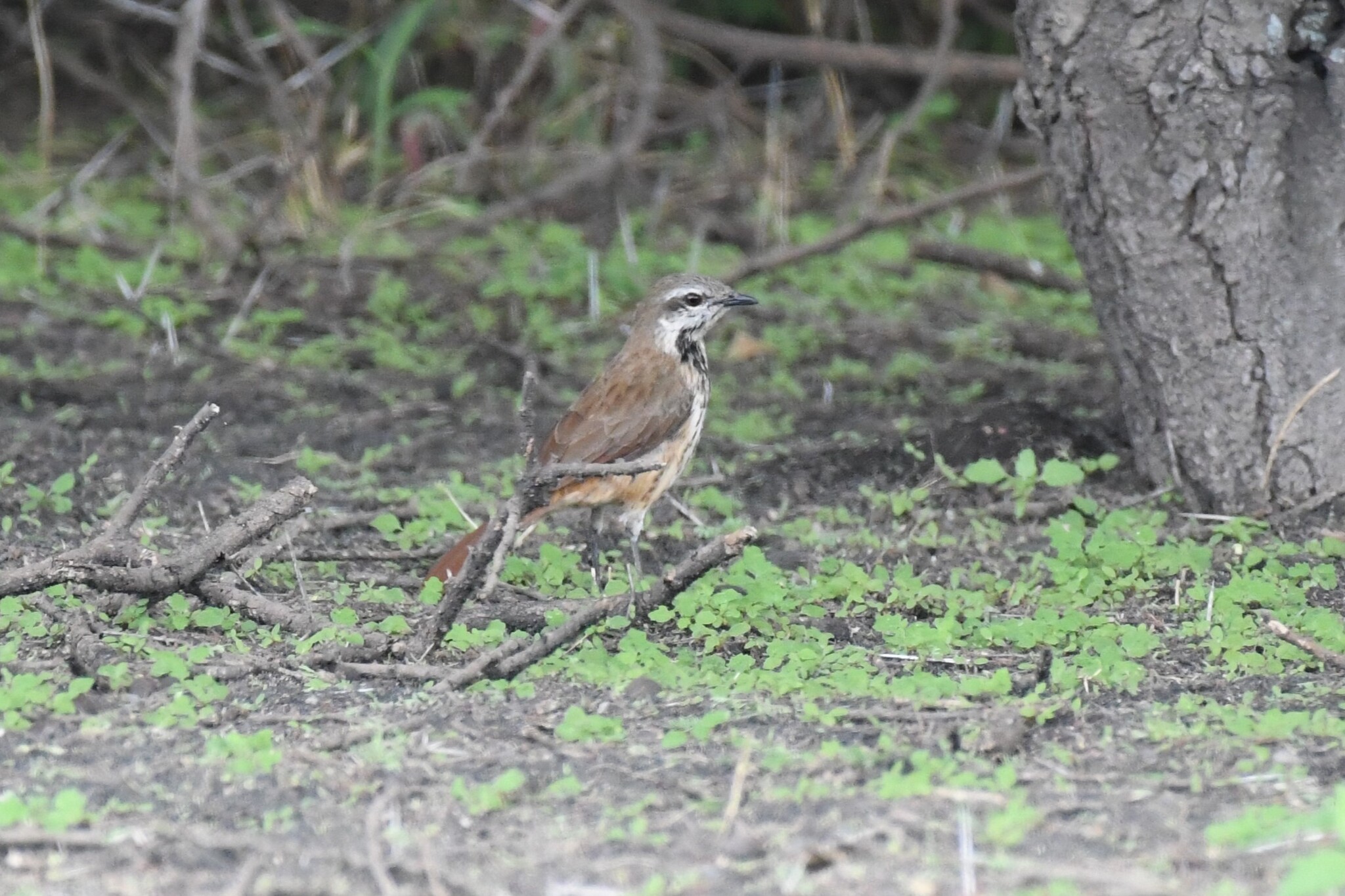 Spotted Palm Thrush (Cichladusa guttata), photo 7